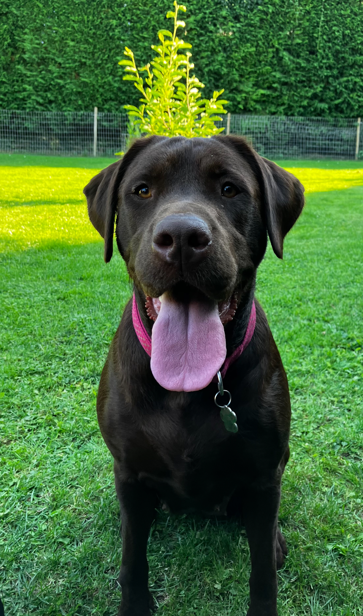 Portrait of a stud dog